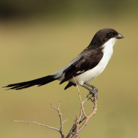 Long-tailed Fiscal